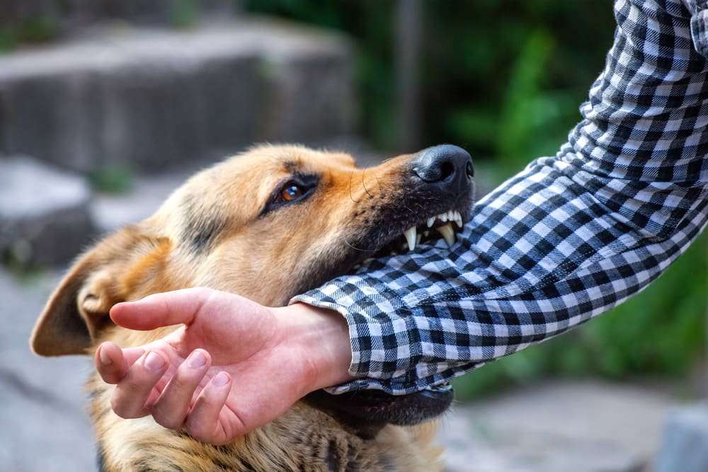 German shepherd biting a person's forearm outdoors
